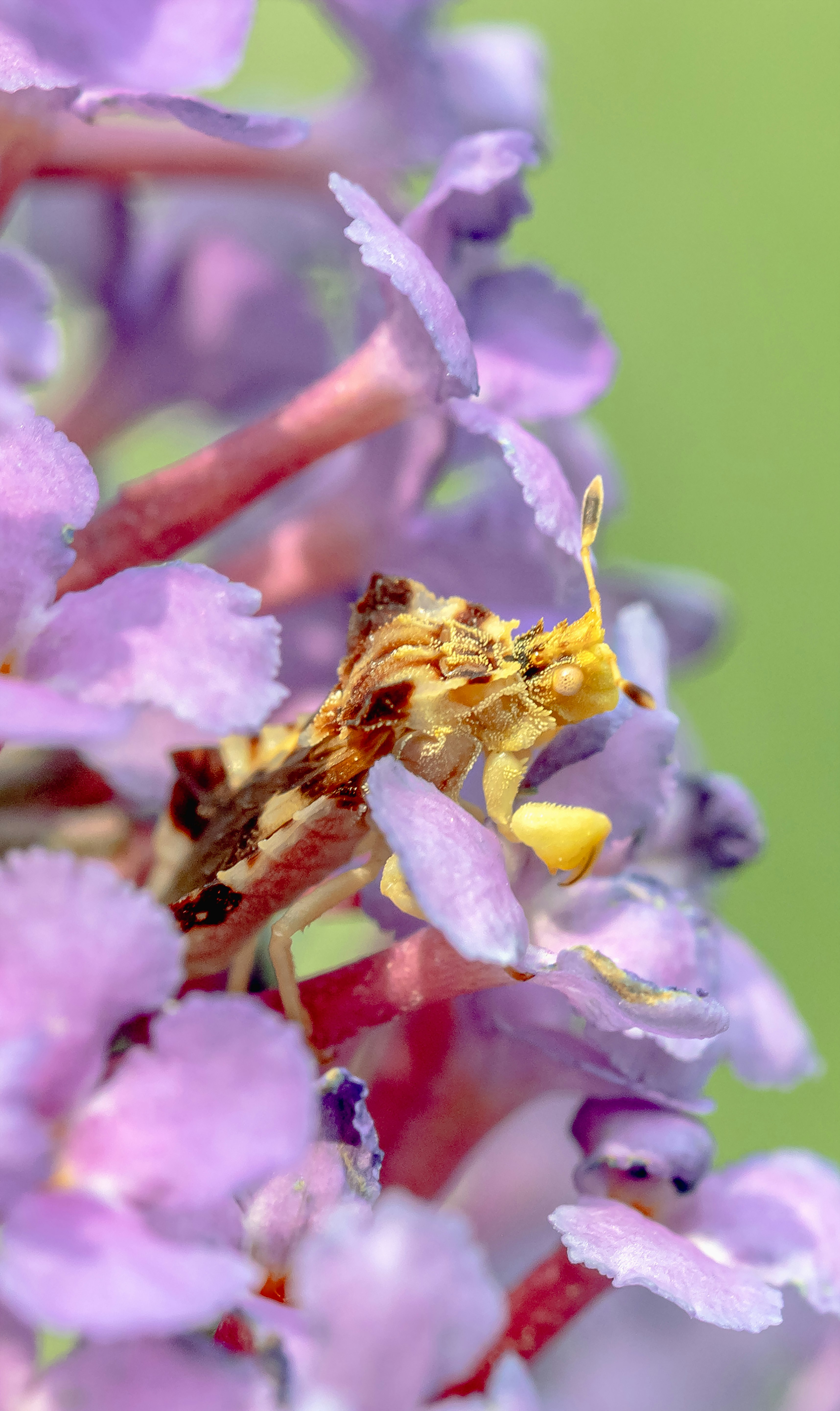 pink and white flower in macro photography